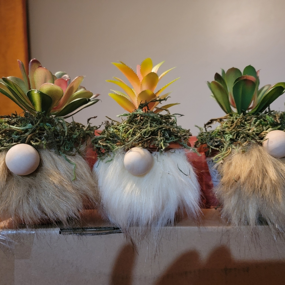 Succulent gnomes